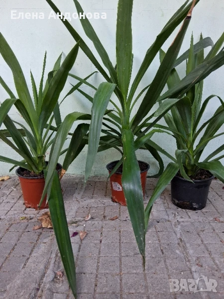 Палми "Юка", снимка 1