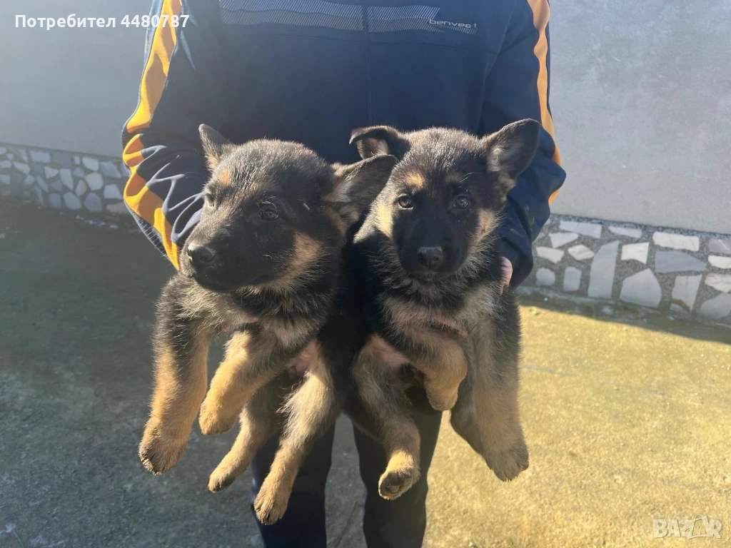 Свободни женски немски овчарки, снимка 1