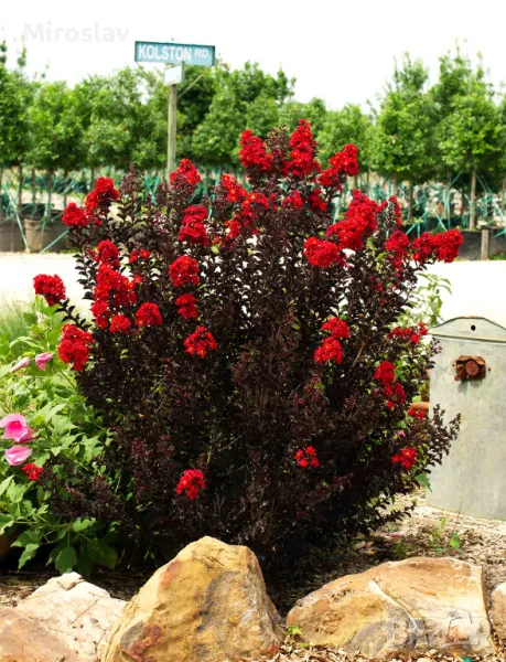 Индийски люляк-(Черен Диамант), снимка 1