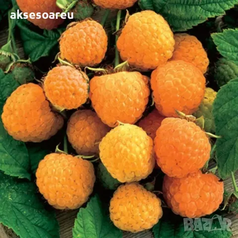 20 Семена от Британска Есенна Златна Малина Златни витаминозни Сладки Малини от Колумбия плодове, снимка 2 - Сортови семена и луковици - 50220808