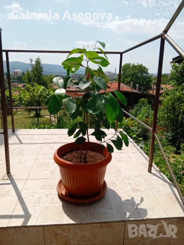 Голямо цвете, снимка 3 - Стайни растения - 51117247