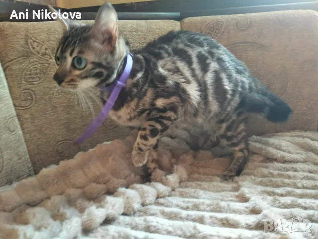 Бенгалска котка, снимка 10 - Бенгалски - 50322283