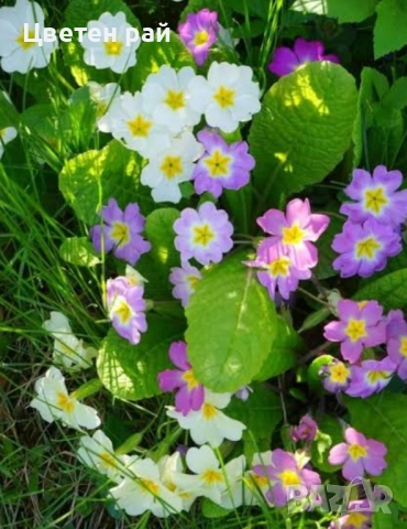 Домашна иглика с грудка , снимка 13 - Градински цветя и растения - 51949012