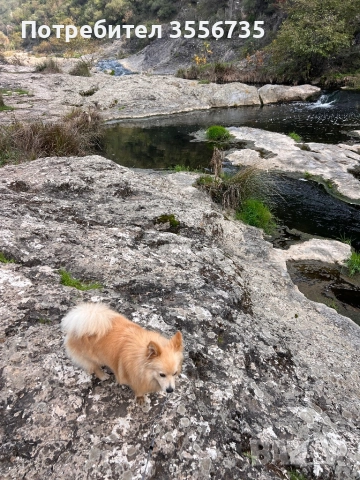 Померан Шпитц, снимка 4 - Немски шпиц - 52676167