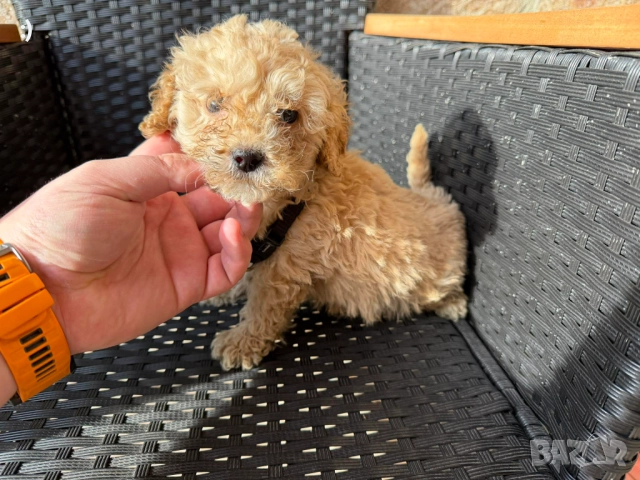 Мини Пудели Актуално от 6.1.2026, снимка 3 - Пудели - 52971791