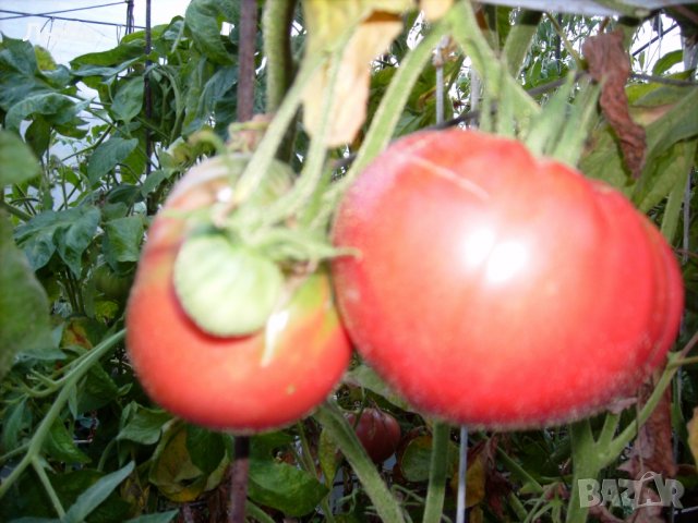 Разсад и семена от домат-Малинов винконте, снимка 3 - Сортови семена и луковици - 17473071