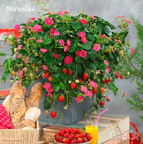 Ягода-Тоскана(Fragaria ananassa 'Toscana') -Червеноцъвтяща -Студоустойчива -Каскадна -Може да се отг, снимка 3 - Градински цветя и растения - 40652865