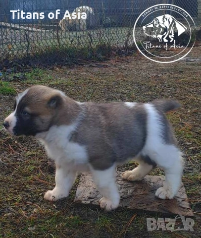 Кученца САО , АЛАБАЙ , Туркменски Вълкодав, снимка 3 - Алабай - 53120501