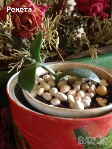 Дървото на живота - задължително за всеки дом, снимка 4 - Стайни растения - 37171299