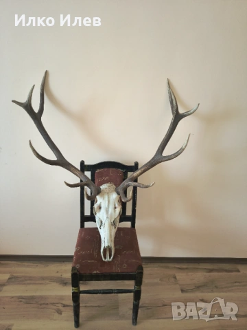 Трофей Еленски рога