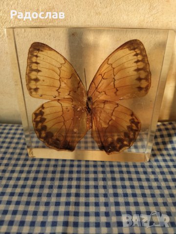 естествени  пеперуди , снимка 8 - Колекции - 39596146