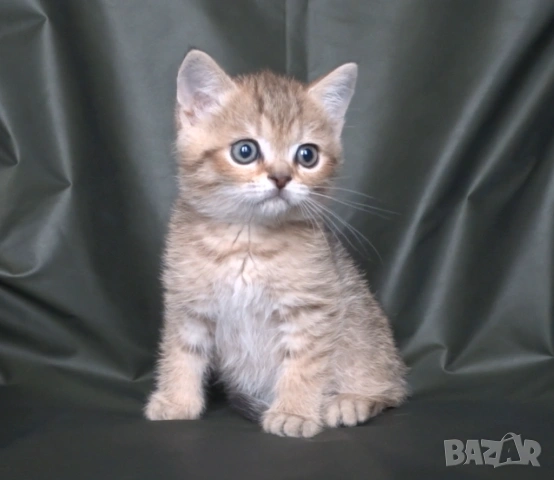 Британски късокосмести котета, снимка 4 - Британска късокосместа - 52373949