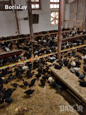 Супер Харко 1 месец Ивански, снимка 3 - Кокошки и пуйки - 49753789