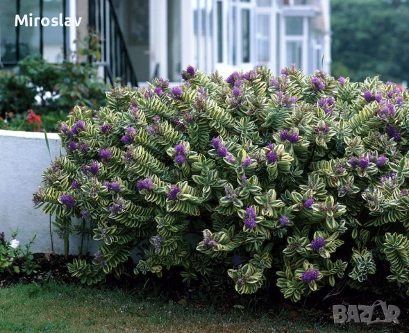 Хебе Триколор, снимка 6 - Градински цветя и растения - 50625322