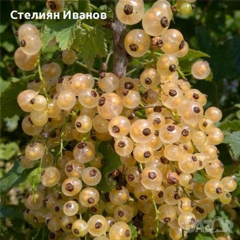 Бяло френско грозде (Ribes niveum 'Blanka')