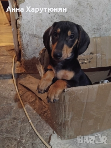 продавам две дакелчета , снимка 4 - Дакели - 52510552