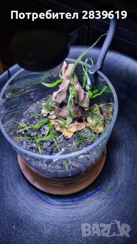 Аквариум(декоративна чаша), снимка 4 - Аквариуми - 43211832