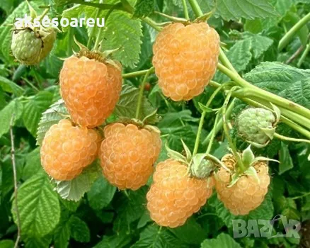 20 качествени Семена от Британска Есенна Златна Малина Златни наситени Сладки Малини плодове , снимка 9 - Сортови семена и луковици - 50222806