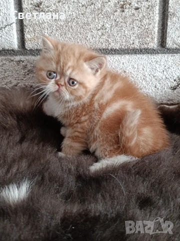 Екзотично късокосместо коте 🐈, снимка 4 - Персийска - 53121459