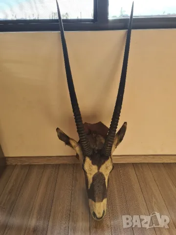 Трофей на антилопа Гемсбок