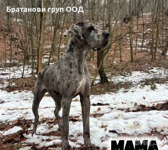 Немски дог с родословие, снимка 2 - Други - 51329168