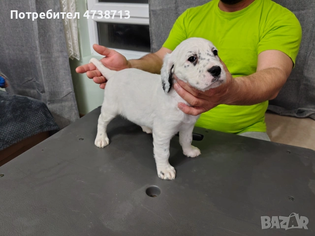 Английски сетер , снимка 8 - Английски сетери - 53565556