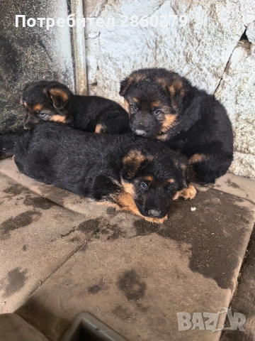 Елитни кучета от елитни родители , снимка 4 - Немска овчарка - 52580499