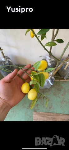 Лимон Мандарина Портокал Помело Лайм Лаймкуат Кумкуат Мандаринкуат, снимка 13 - Градински цветя и растения - 34694760