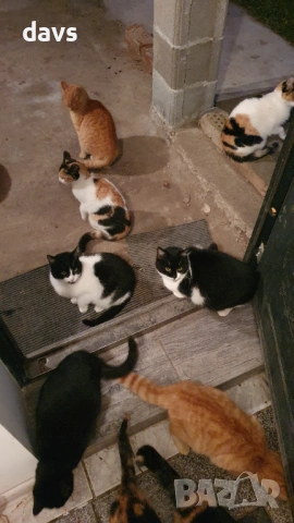 Дом за млади котета - остават сами на произвола на съдбата, снимка 17 - Други - 53050188