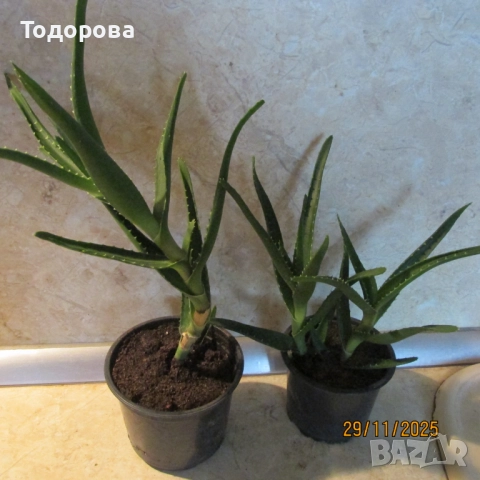 алое, восъче, драцена, дифенбахия, снимка 3 - Стайни растения - 52583201