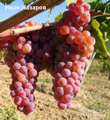 Продавам грозде - Карловски мискет, снимка 1