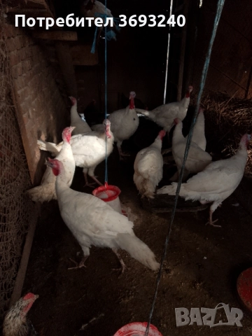 Продавам млади пуйки, от тази година