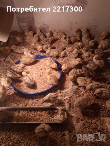 Продавам пъдпъдъци , снимка 8 - Кокошки и пуйки - 32479209