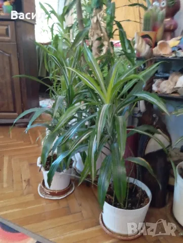 Декоративни цветя . Екзотични.Песента на Индия , снимка 5 - Декорация за дома - 48958050