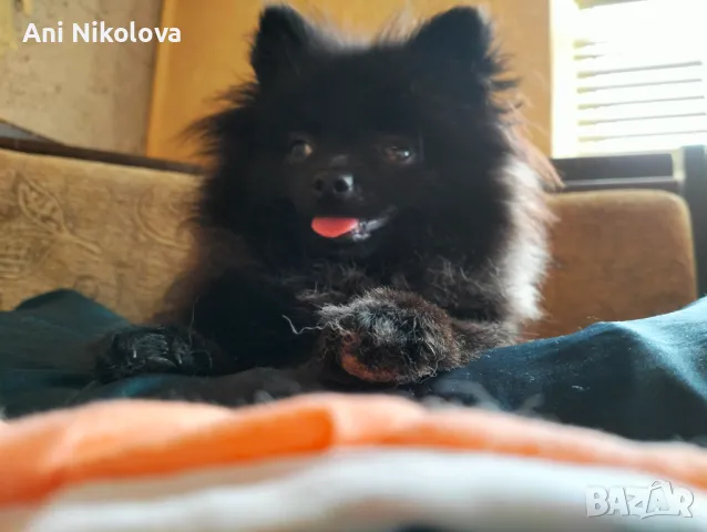 Мини померан женски, снимка 2 - Померан - 50411468