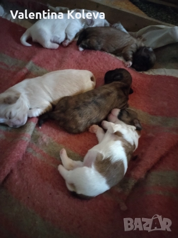 шест щастие любов, порода Ши Тцу , снимка 15 - Ши Тцу - 52838430