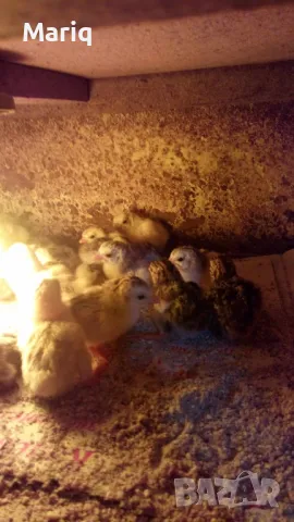 Продавам яйца от токачки 