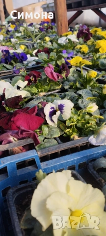 Продавам теменужки, снимка 6 - Градински цветя и растения - 53522788