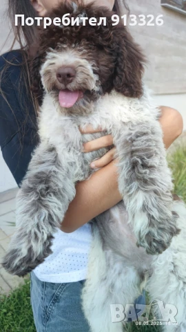 Лагото романьола, снимка 1