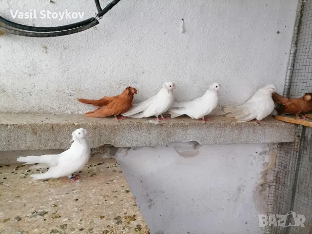 фенерлии и двукачулни, снимка 8 - други­ - 29392095