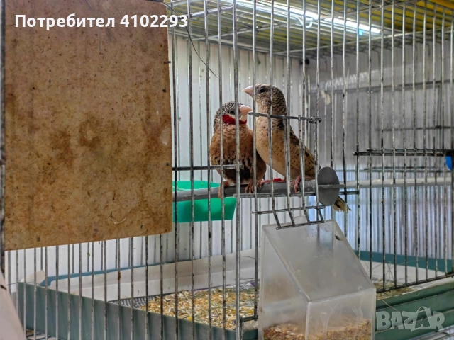 Продавам различни видове амадини, снимка 3 - Амадини - 52388953