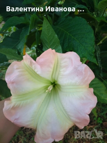 комплект 2бр ангелски тромпет+1бр палма подарък , снимка 1