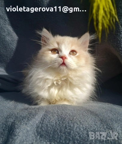 британски котки, снимка 18 - Британска късокосместа - 53479911