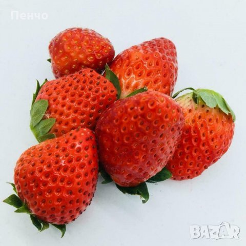 100 гигантски ягодови семена от плод ягода ягоди органични плодови ягодови семена от вкусни ягоди от, снимка 9 - Сортови семена и луковици - 27610133