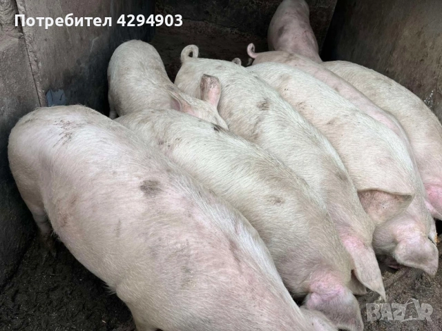 Продавам прасета бяла българка, снимка 3 - Прасета - 52915604