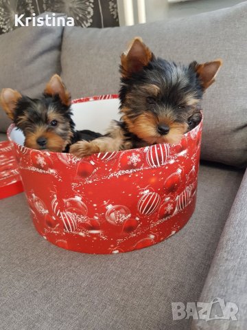 Йоркширски териер йорки момченца и момиченца, снимка 3 - Йоркширски териер - 38964305