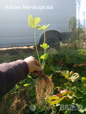 Продавам разсад ягоди сорт Алба., снимка 5 - Разсади - 51310162