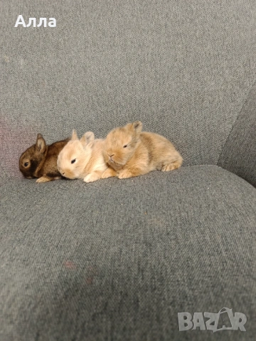 Декоративно зайчета , Рекс, голадско джуджета, лвъна глава