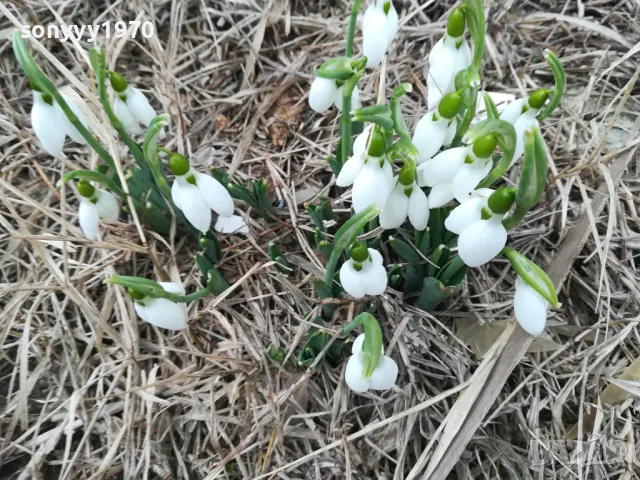 КОКИЧЕНЦА ЗА МОМИЧЕНЦА-СВЕЖА РЕКОЛТА 20025Г 0102251725, снимка 6 - Градински цветя и растения - 48920514