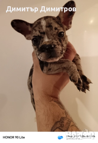 Френски булдог Мерле , снимка 5 - Френски булдог - 52352565